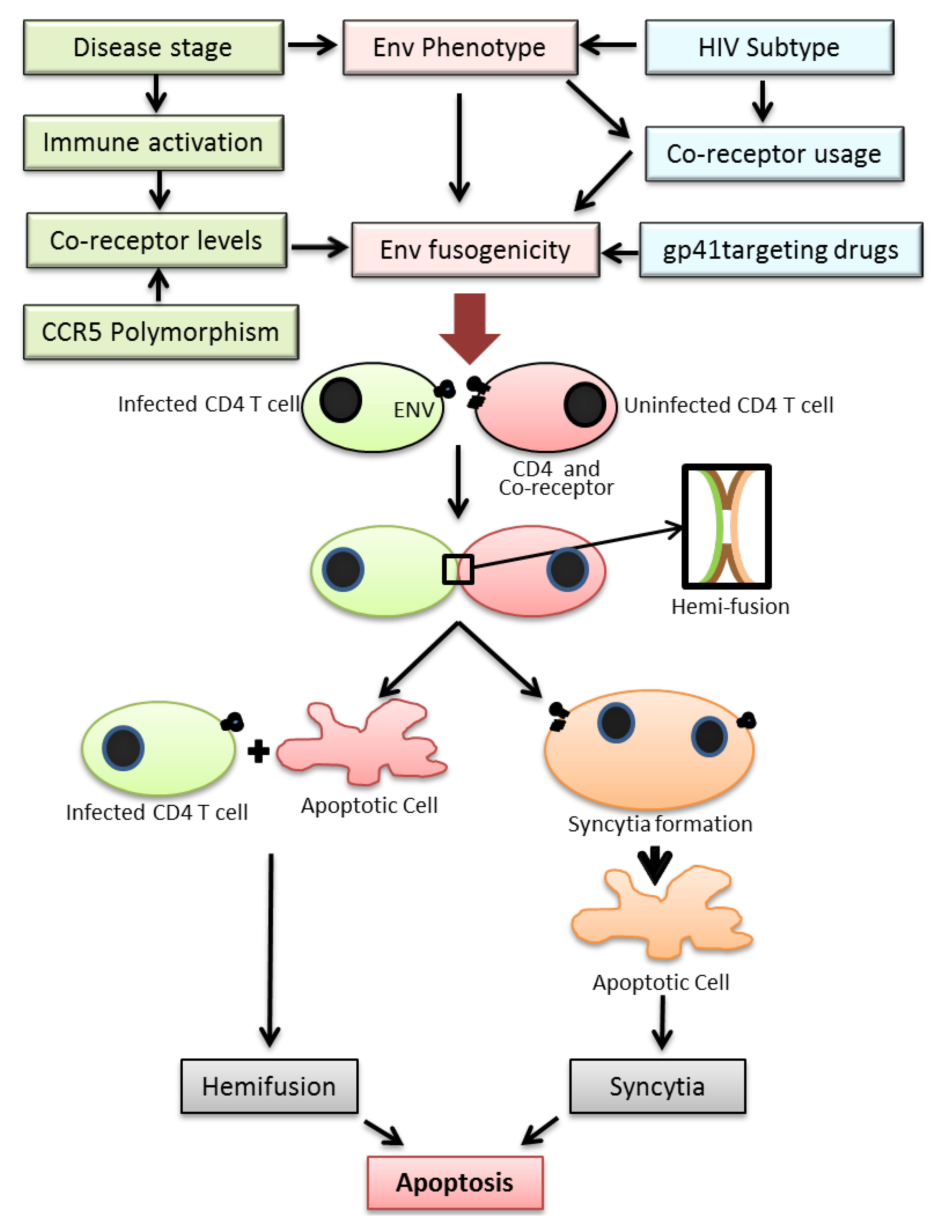 Viruses 04 03020 g001