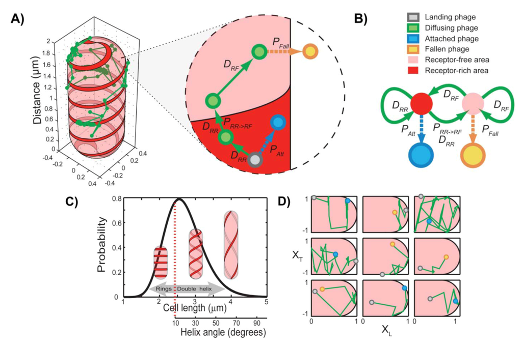 Viruses 04 03162 g006 1024