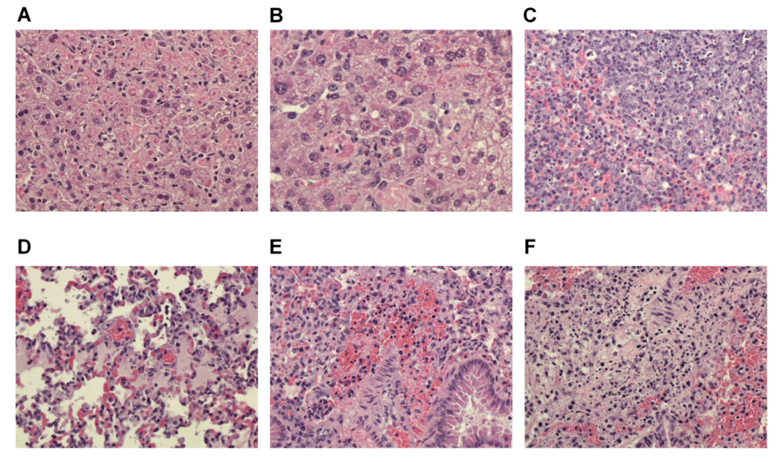 Viruses 04 03468 g005