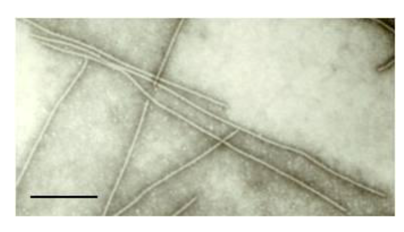 Viruses 04 03804 g001