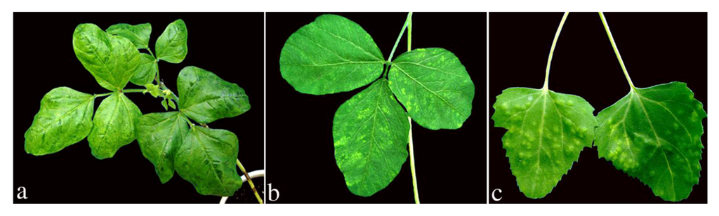 Viruses 04 03804 g002 1024