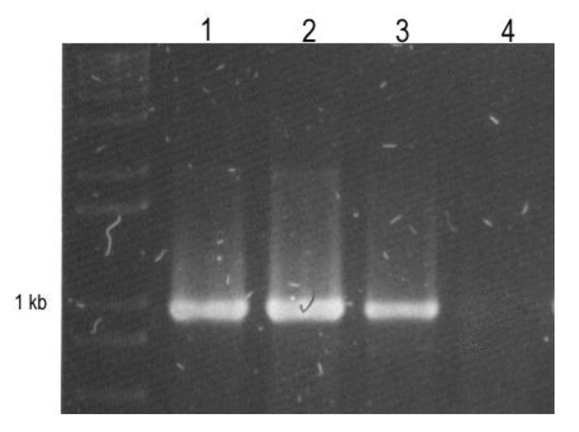 Viruses 04 03804 g003