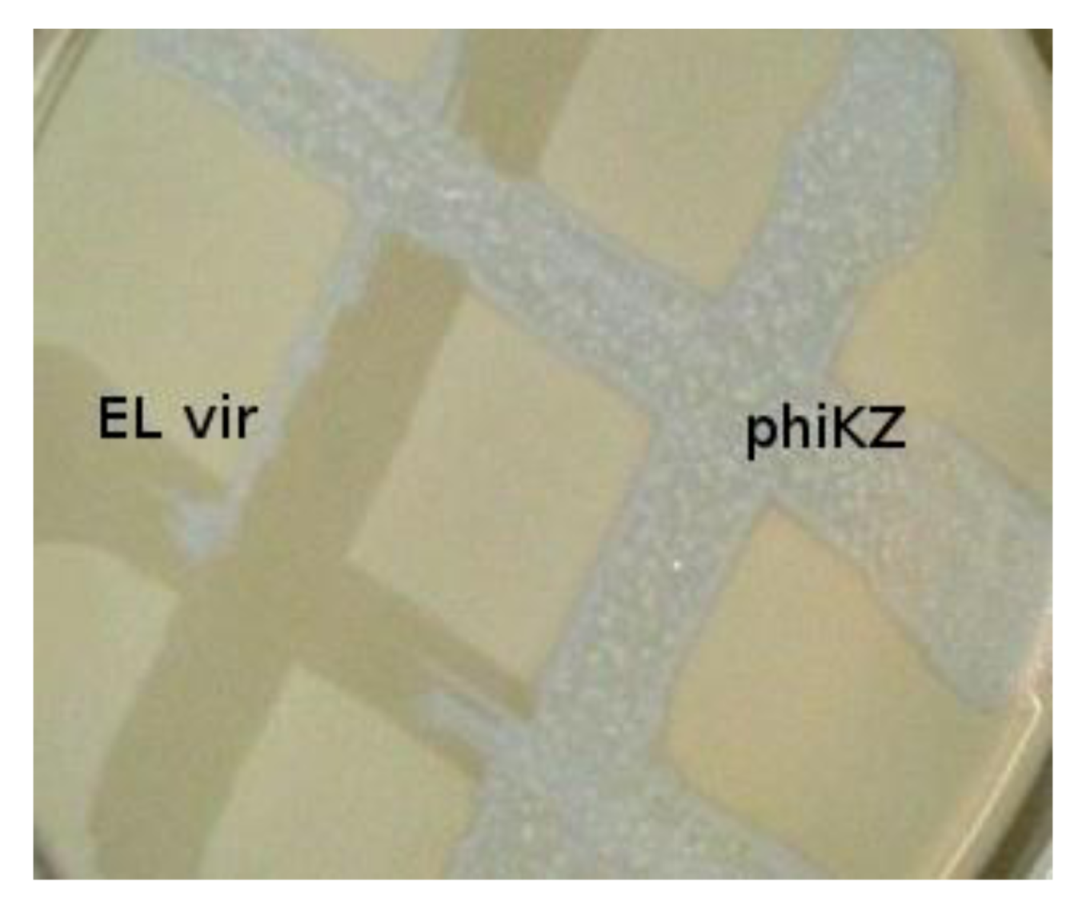 Viruses 05 00015 g002