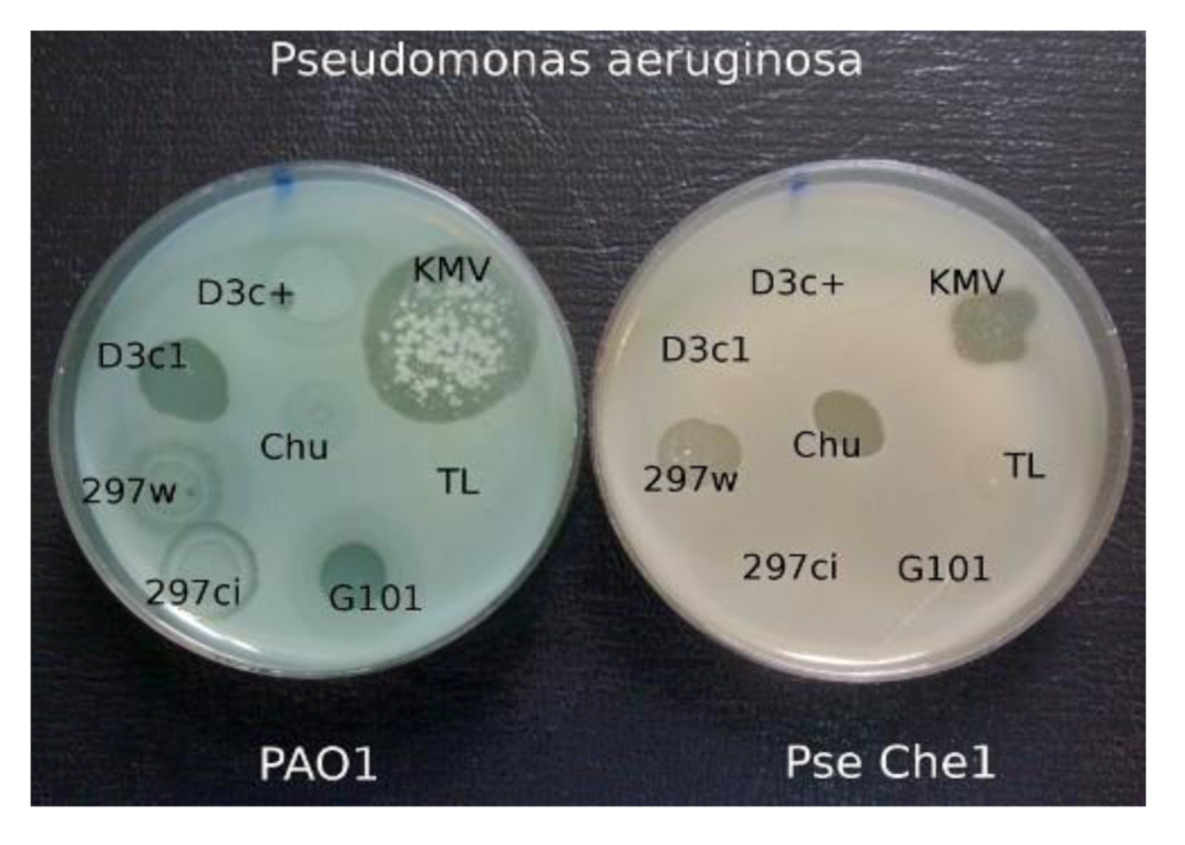 Viruses 05 00015 g005