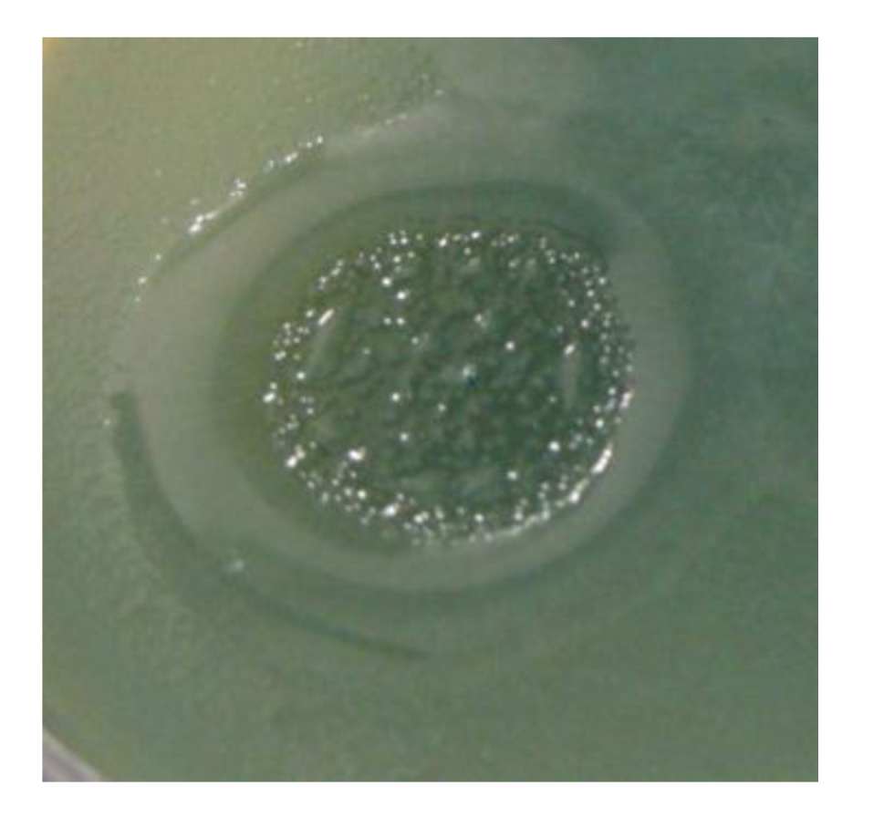 Viruses 05 00015 g008 1024