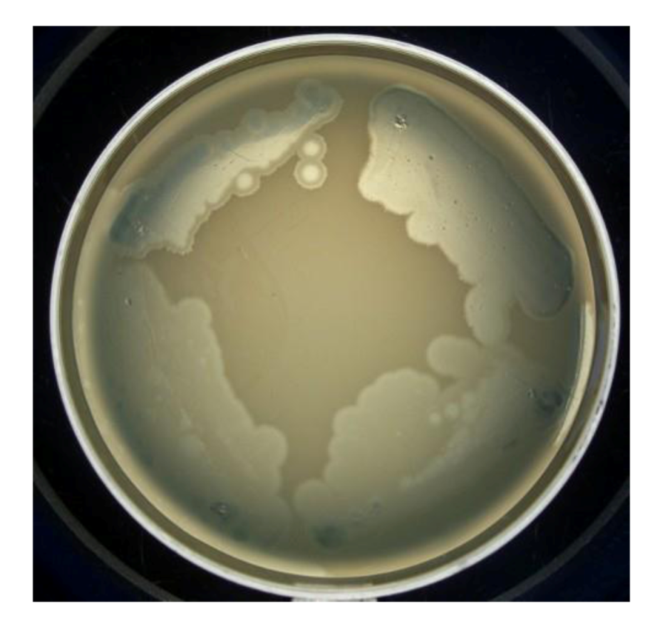 Viruses 05 00015 g009