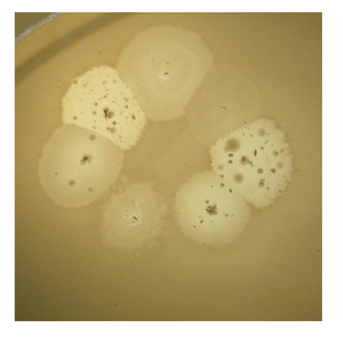 Viruses 05 00015 g010