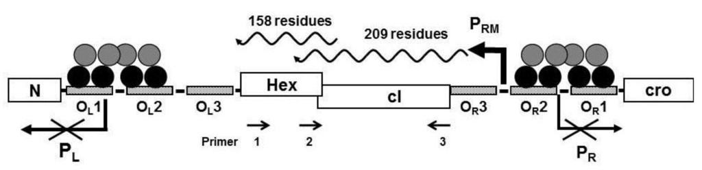 Viruses 05 00111 g001 1024
