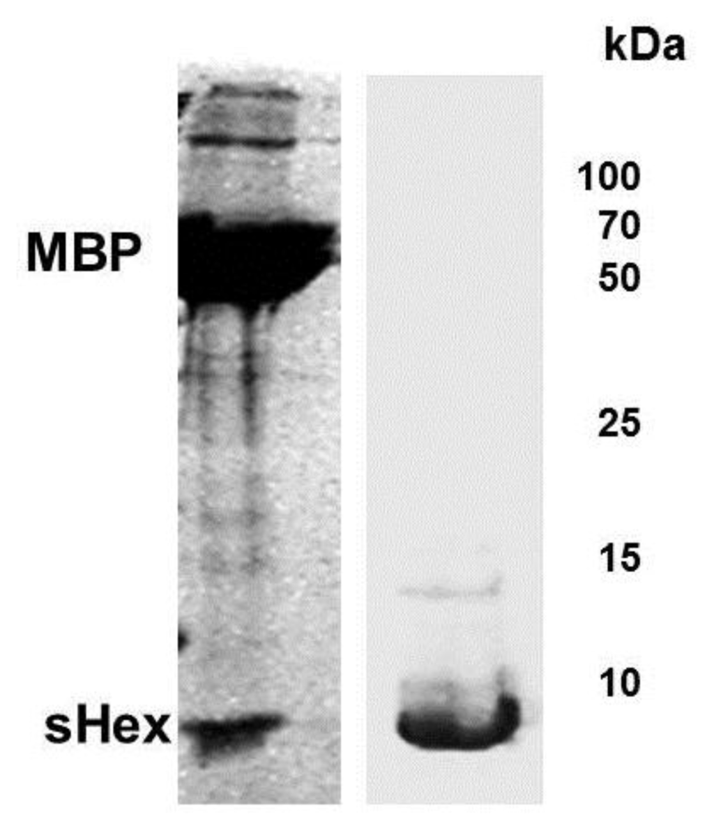 Viruses 05 00111 g005 1024