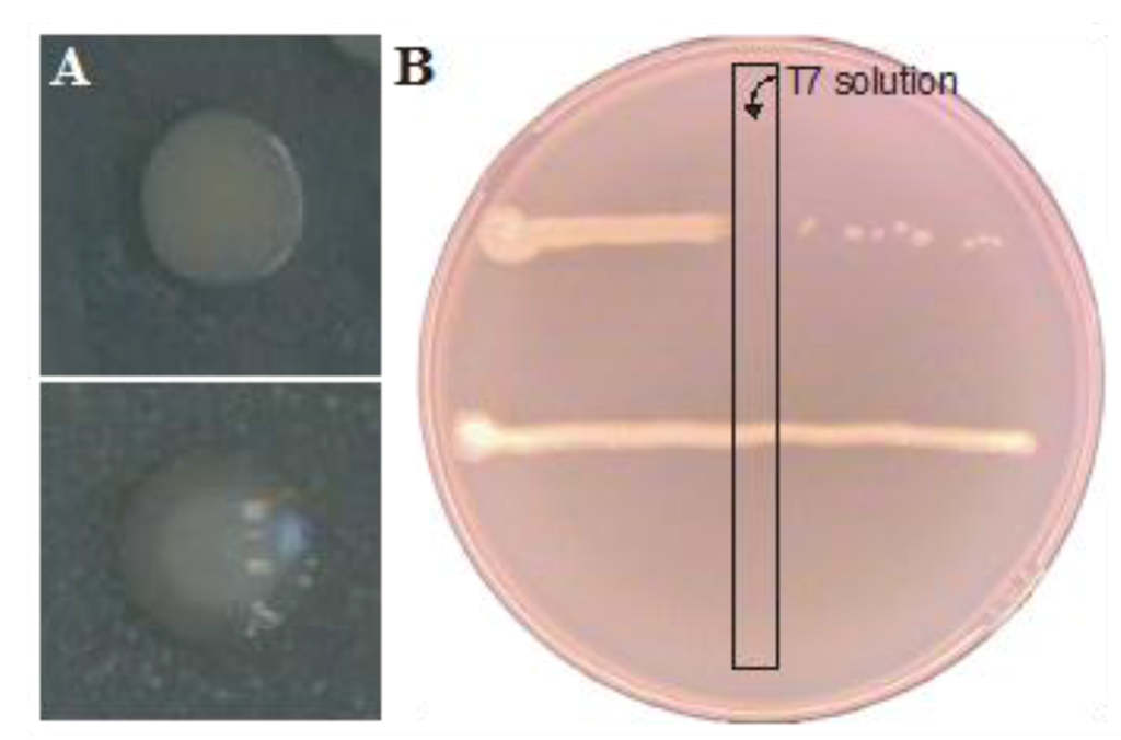 Viruses 05 00150 g003 1024