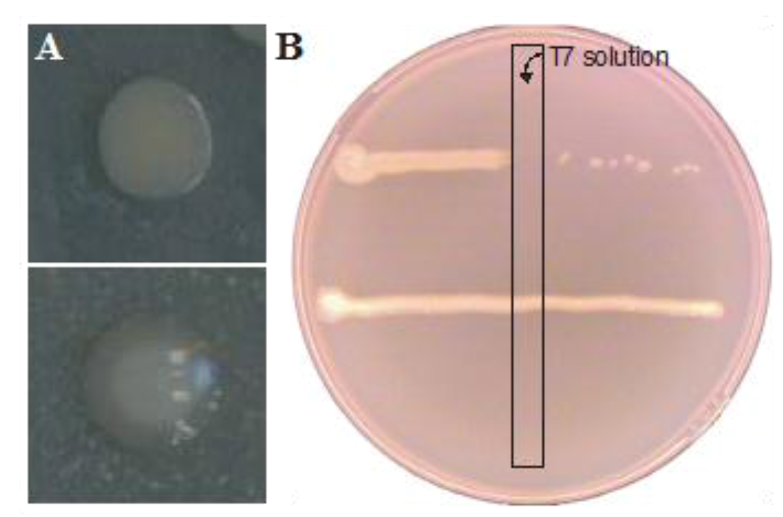 Viruses 05 00150 g003