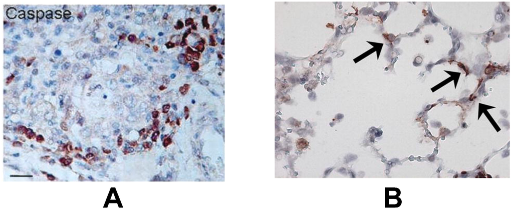 Viruses 05 00406 g002 1024