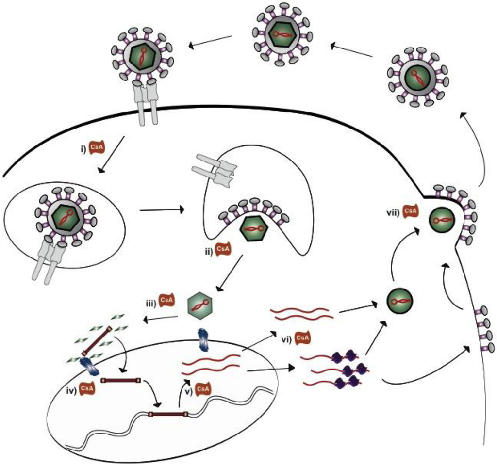 Viruses 05 00423 g003 1024