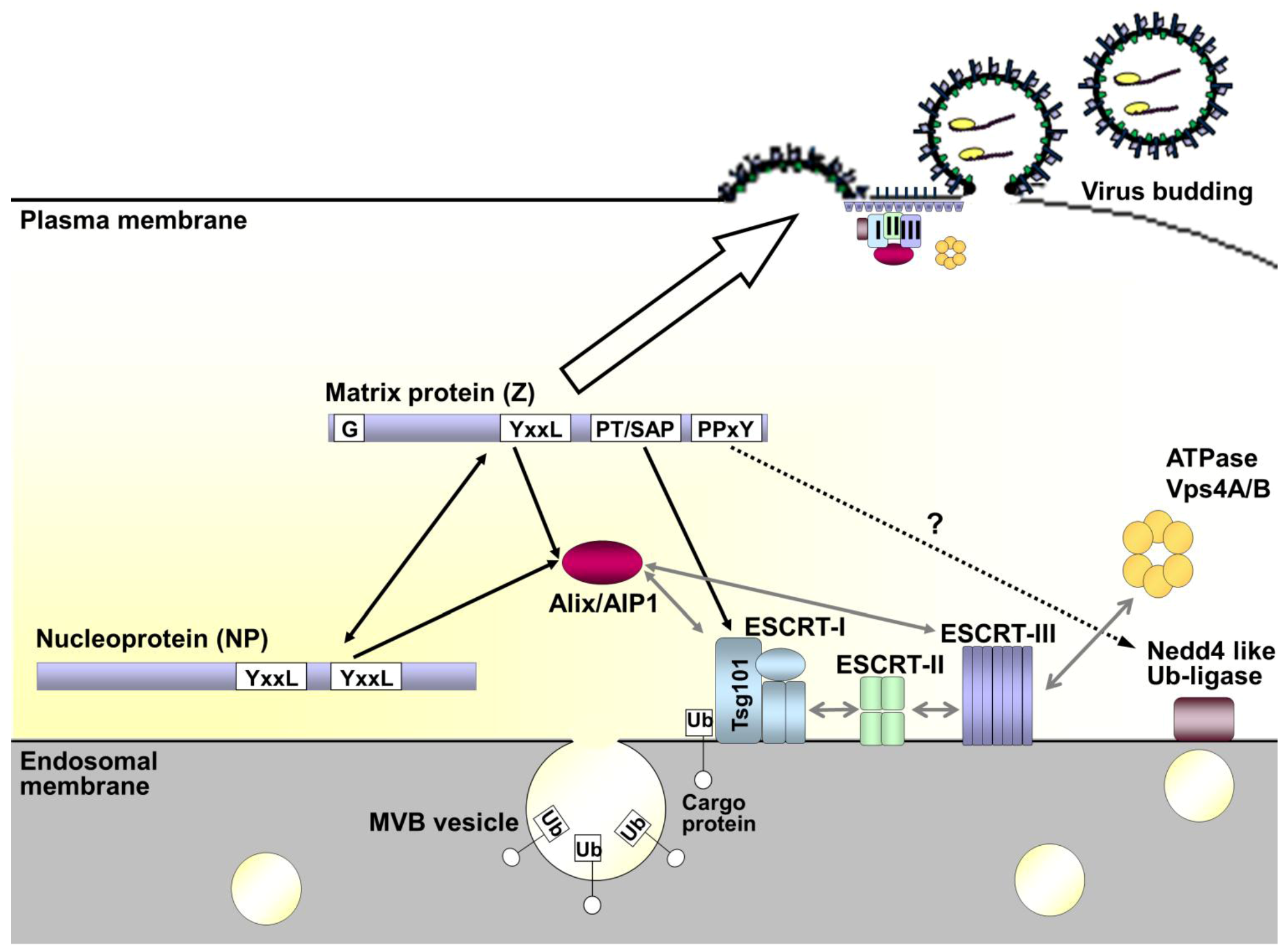 Viruses 05 00528 g006