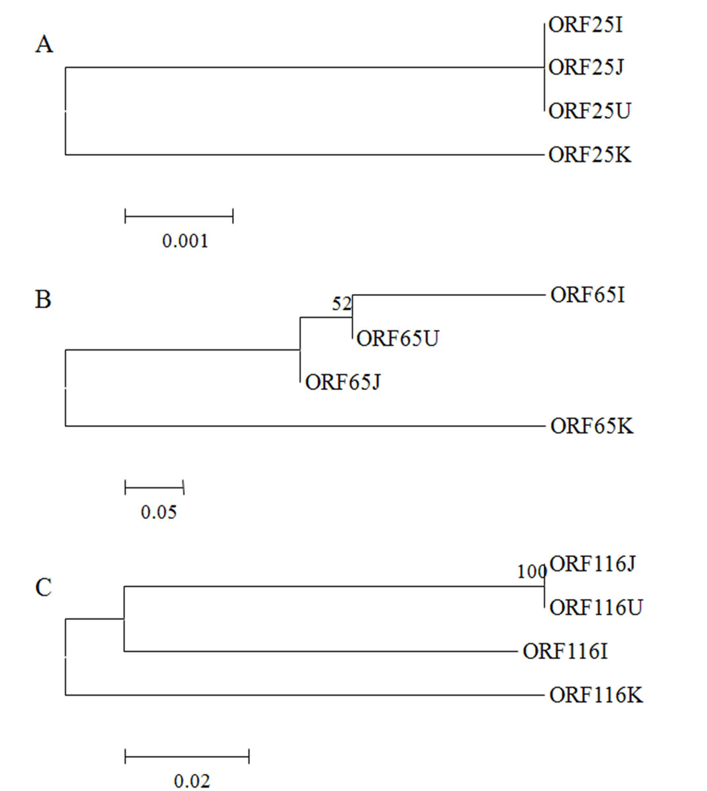Viruses 05 00568 g004 1024