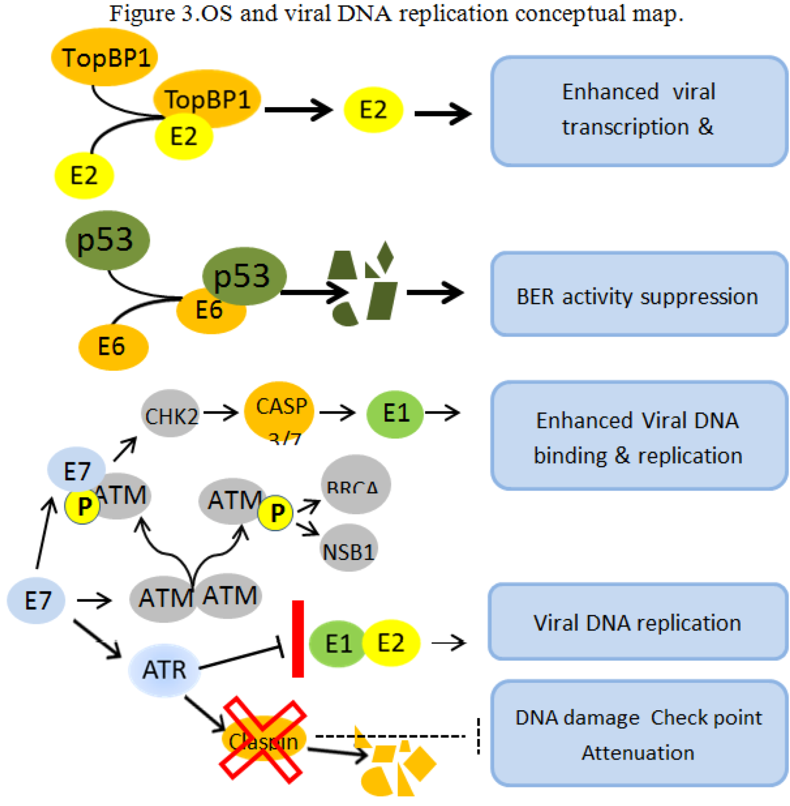 Viruses 05 00708 g003
