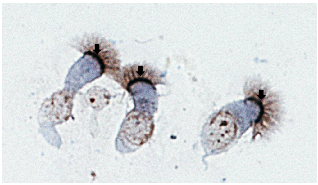 Viruses 05 00873 g002 1024