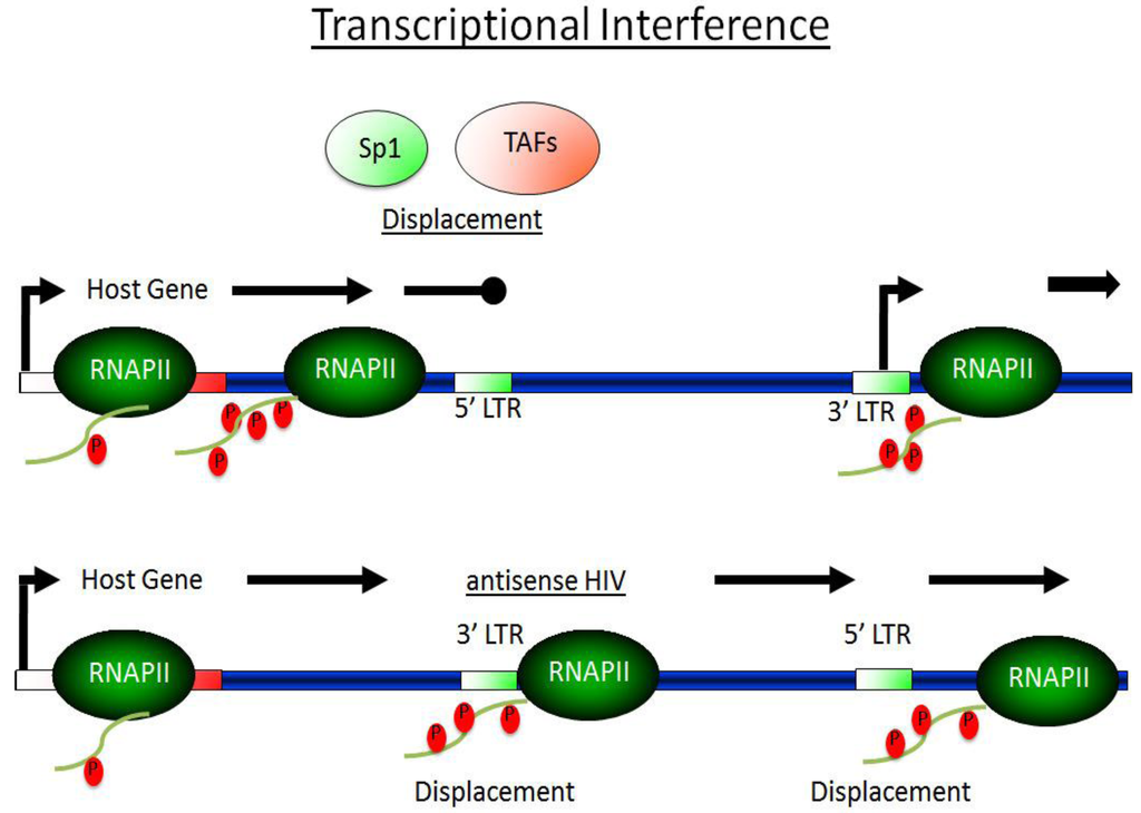 Viruses 05 00902 g002 1024