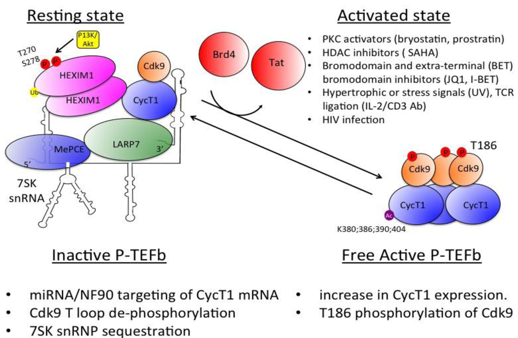 Viruses 05 00902 g003 1024