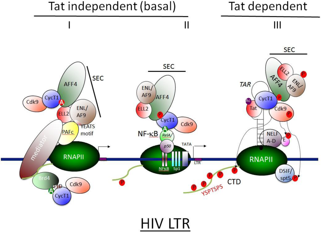 Viruses 05 00902 g004 1024