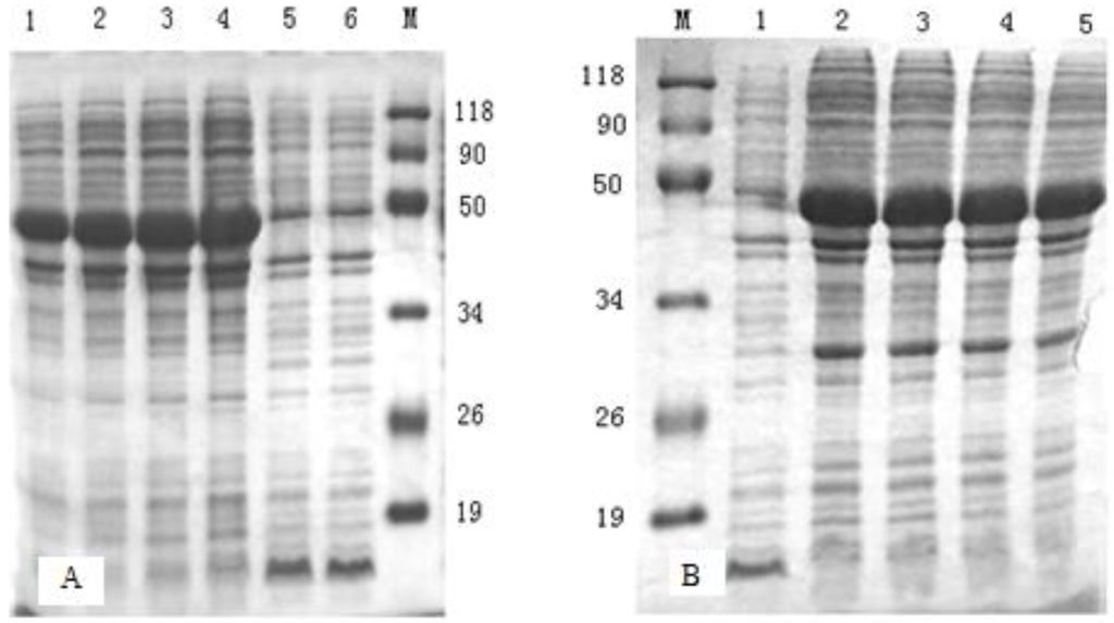Viruses 05 01114 g003 1024