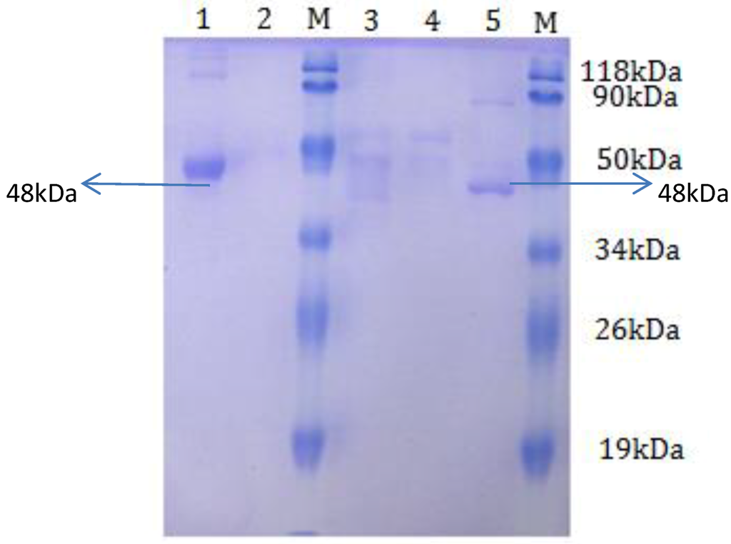 Viruses 05 01114 g004 1024