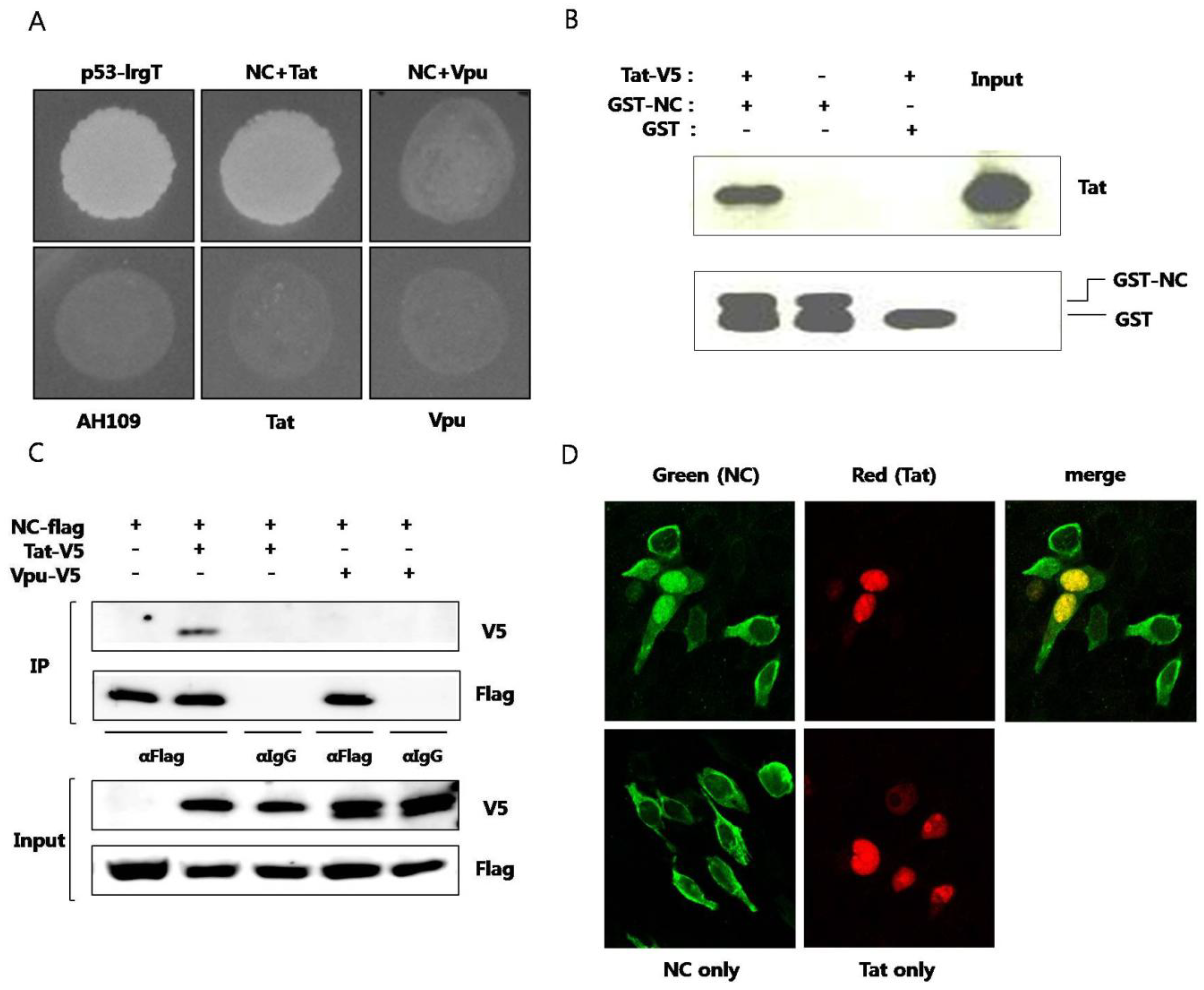 Viruses 05 01143 g001