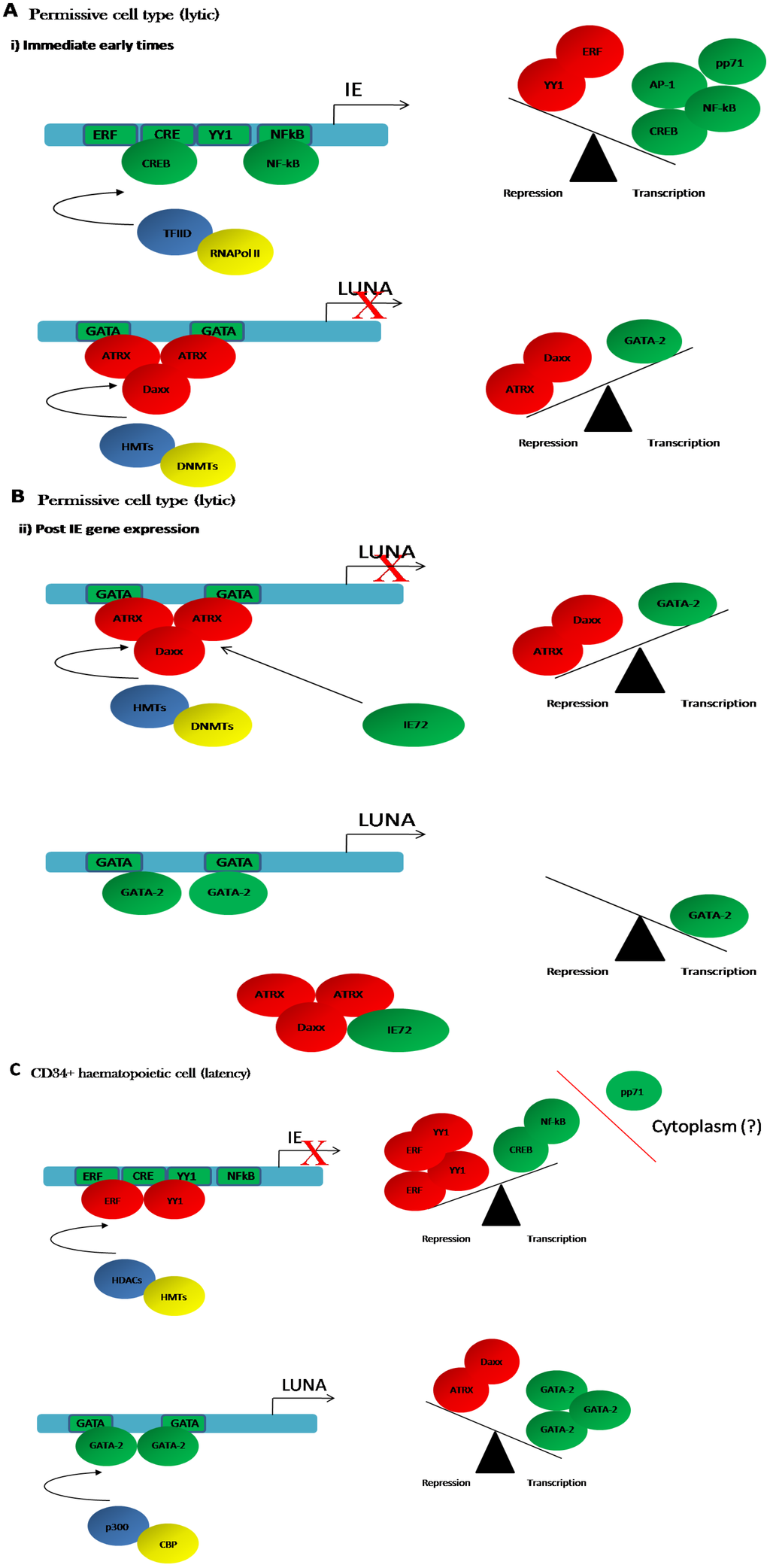 Viruses 05 01395 g001 1024