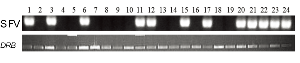 Viruses 05 01414 g001 1024