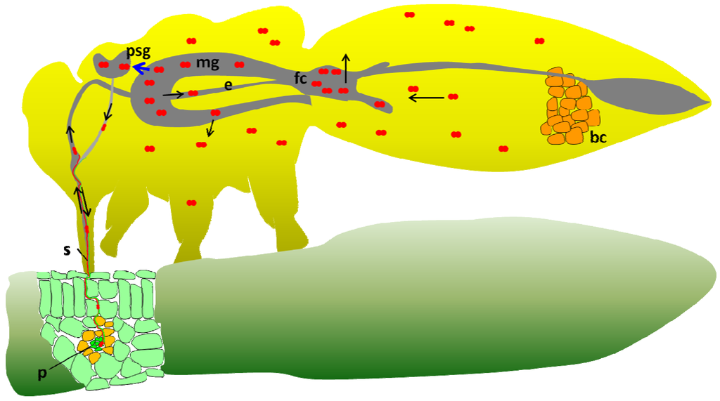 Viruses 05 01516 g002 1024