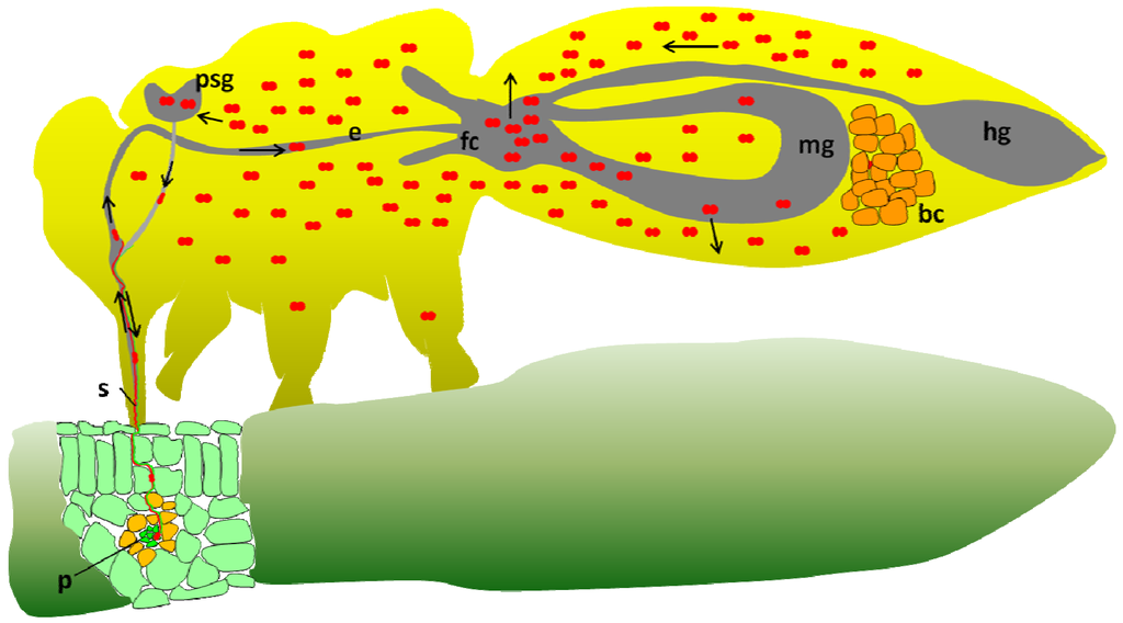 Viruses 05 01516 g003 1024