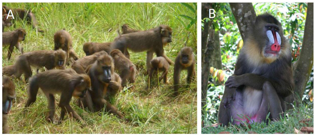 Viruses 05 01536 g001 1024