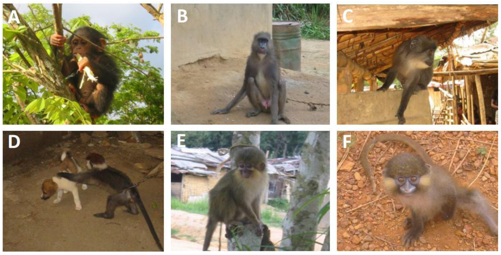 Viruses 05 01536 g005 1024