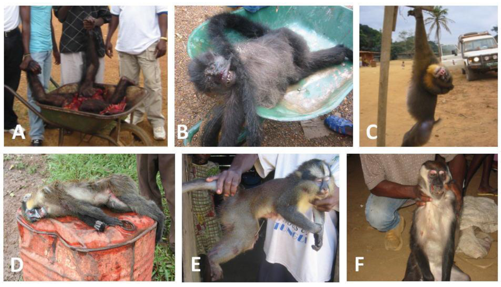 Viruses 05 01536 g006 1024