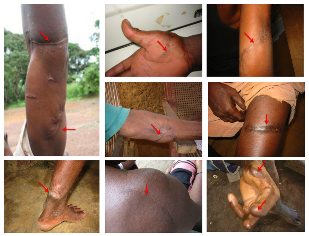 Viruses 05 01536 g008 1024