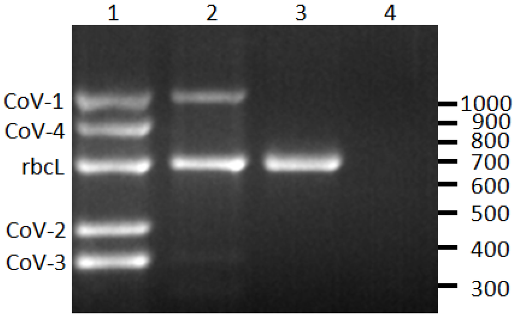 Viruses 05 01655 g001 1024