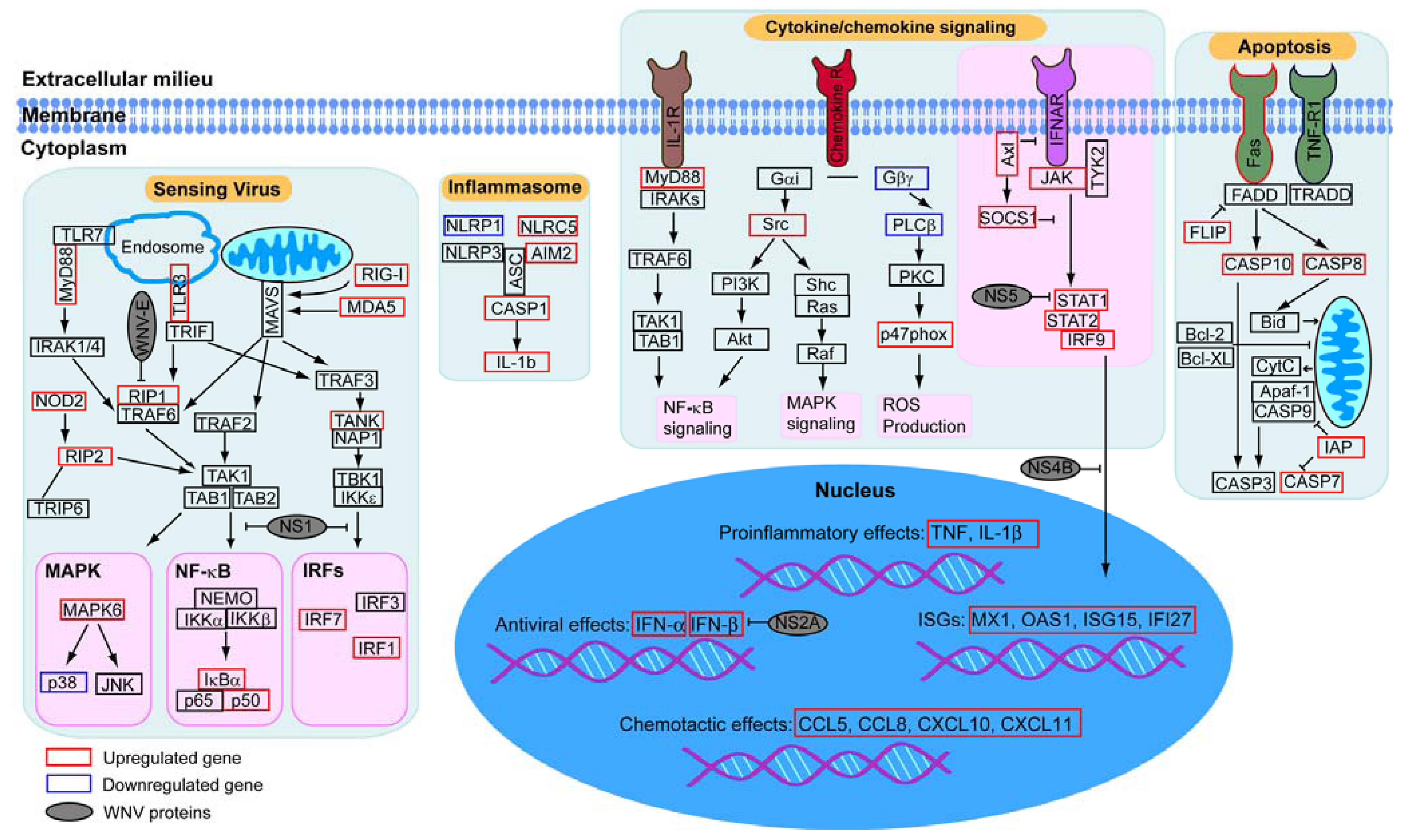 Viruses 05 01664 g004