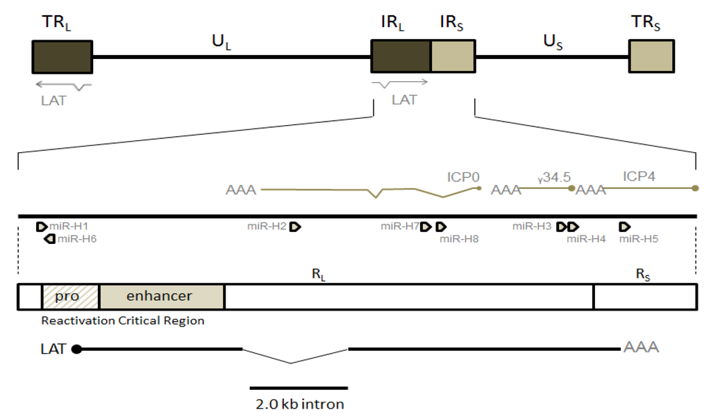 Viruses 05 01740 g001 1024