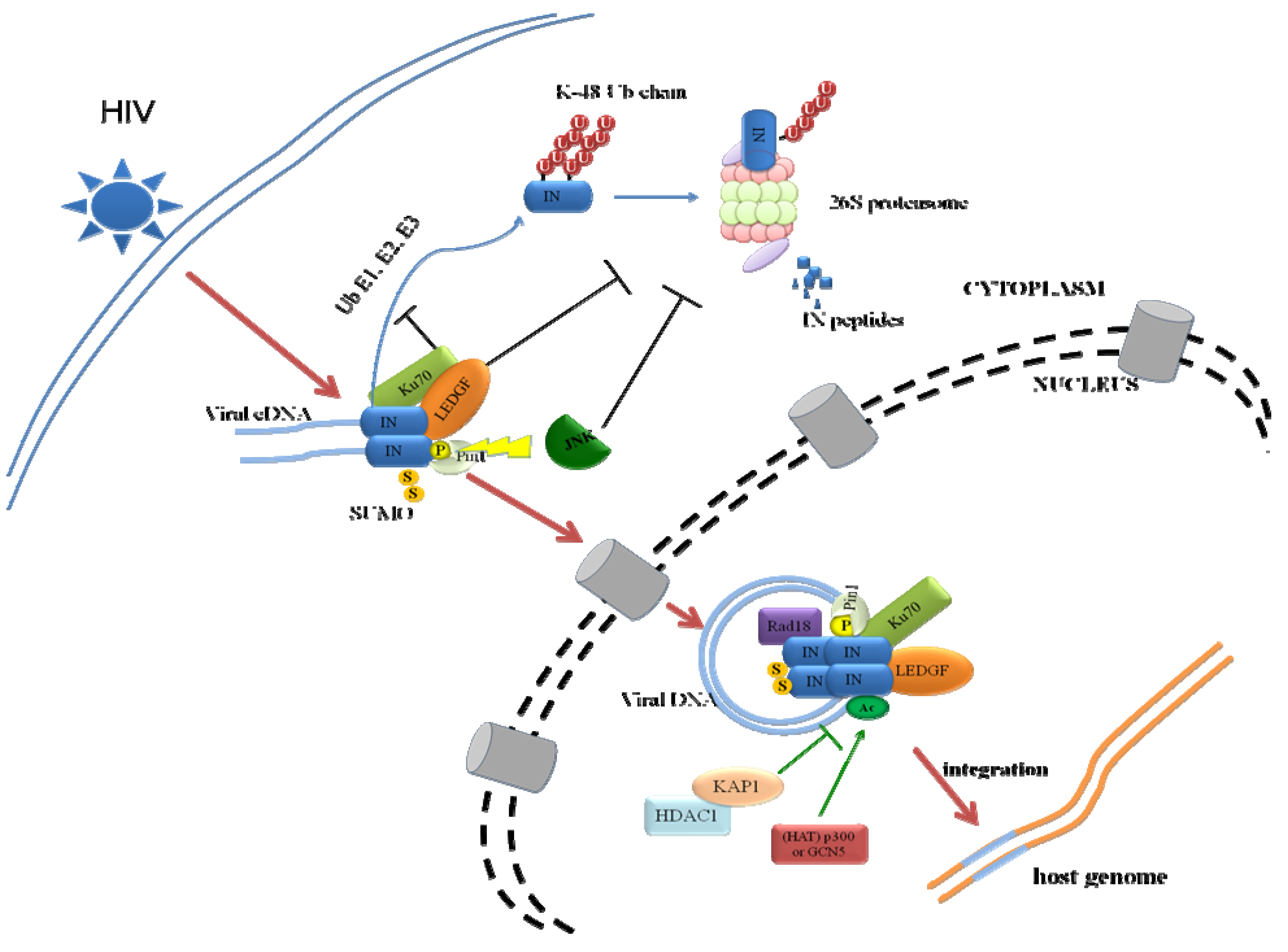 Viruses 05 01787 g002