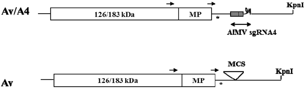 Viruses 05 01802 g001 1024