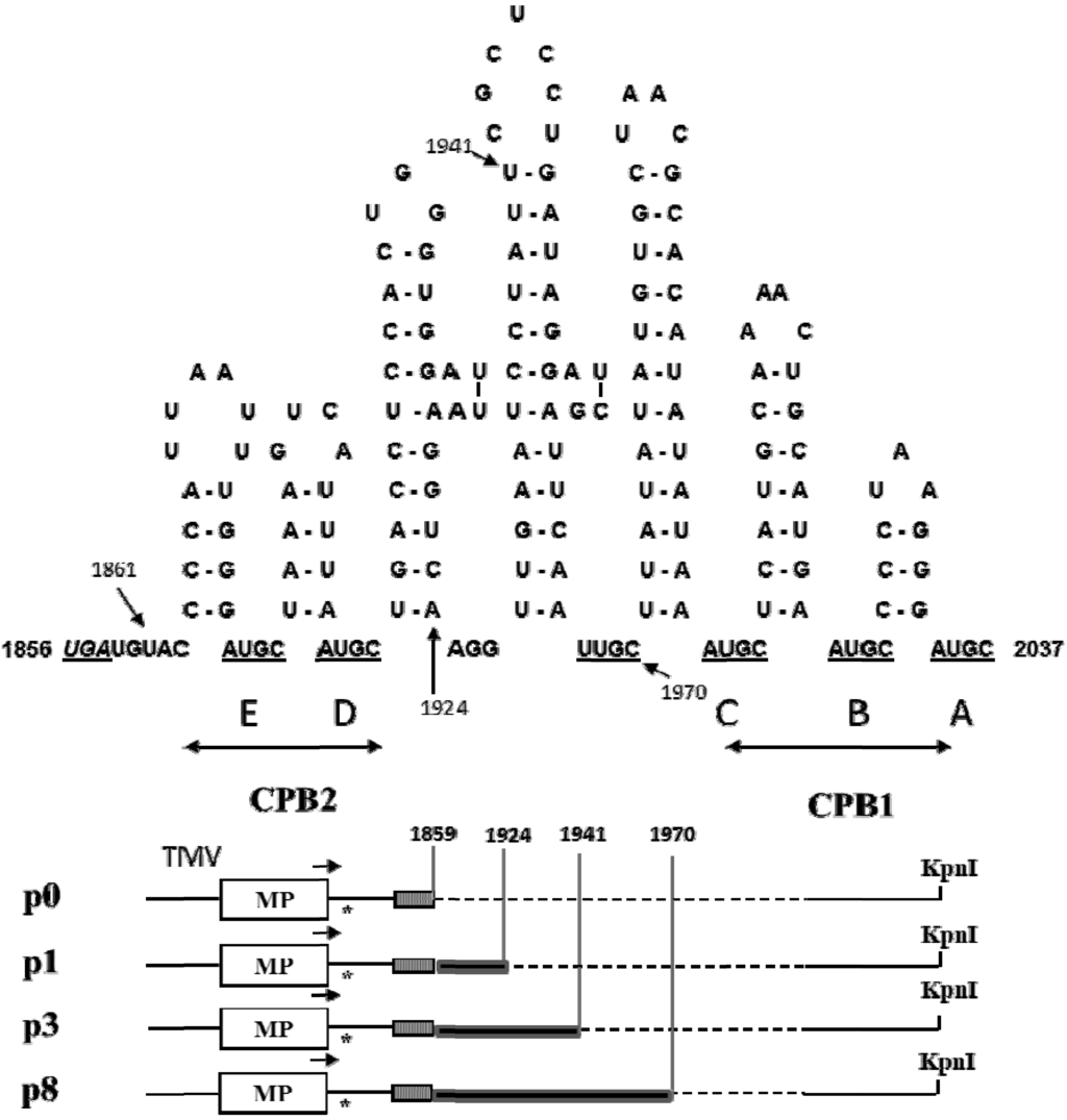 Viruses 05 01802 g002 1024
