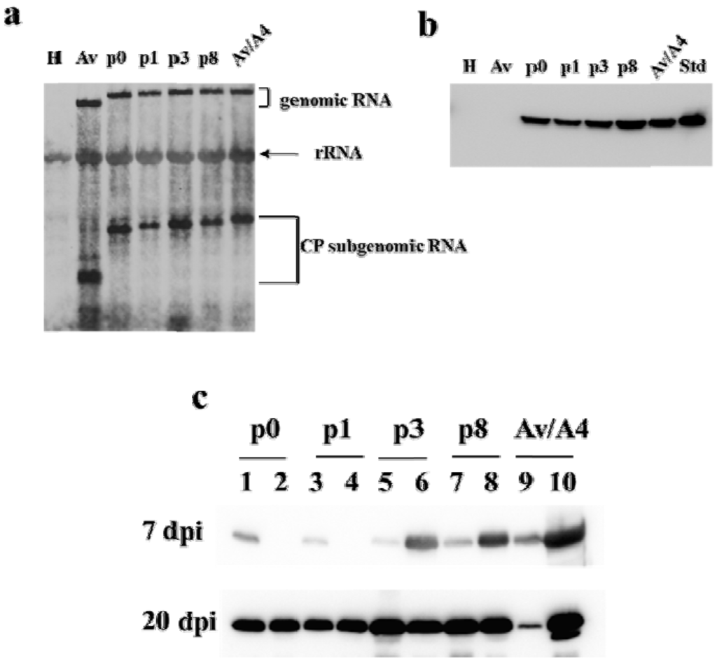 Viruses 05 01802 g003 1024