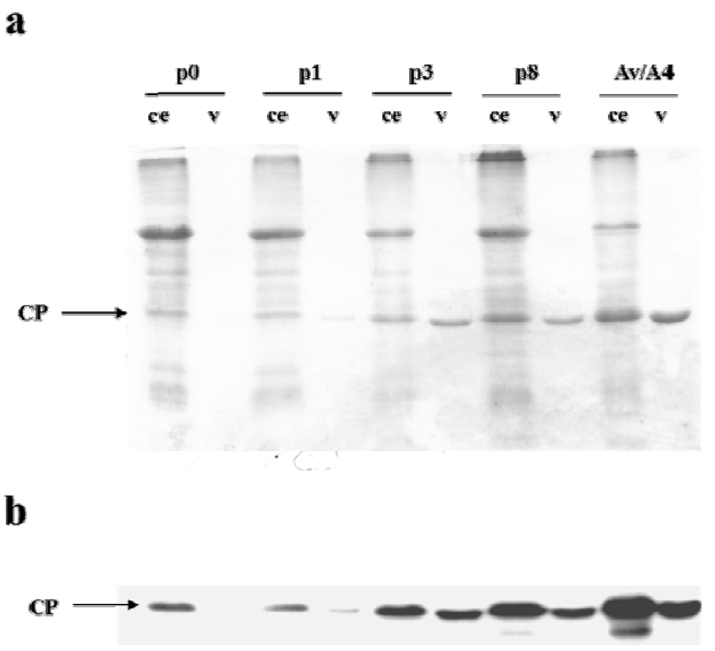 Viruses 05 01802 g004 1024