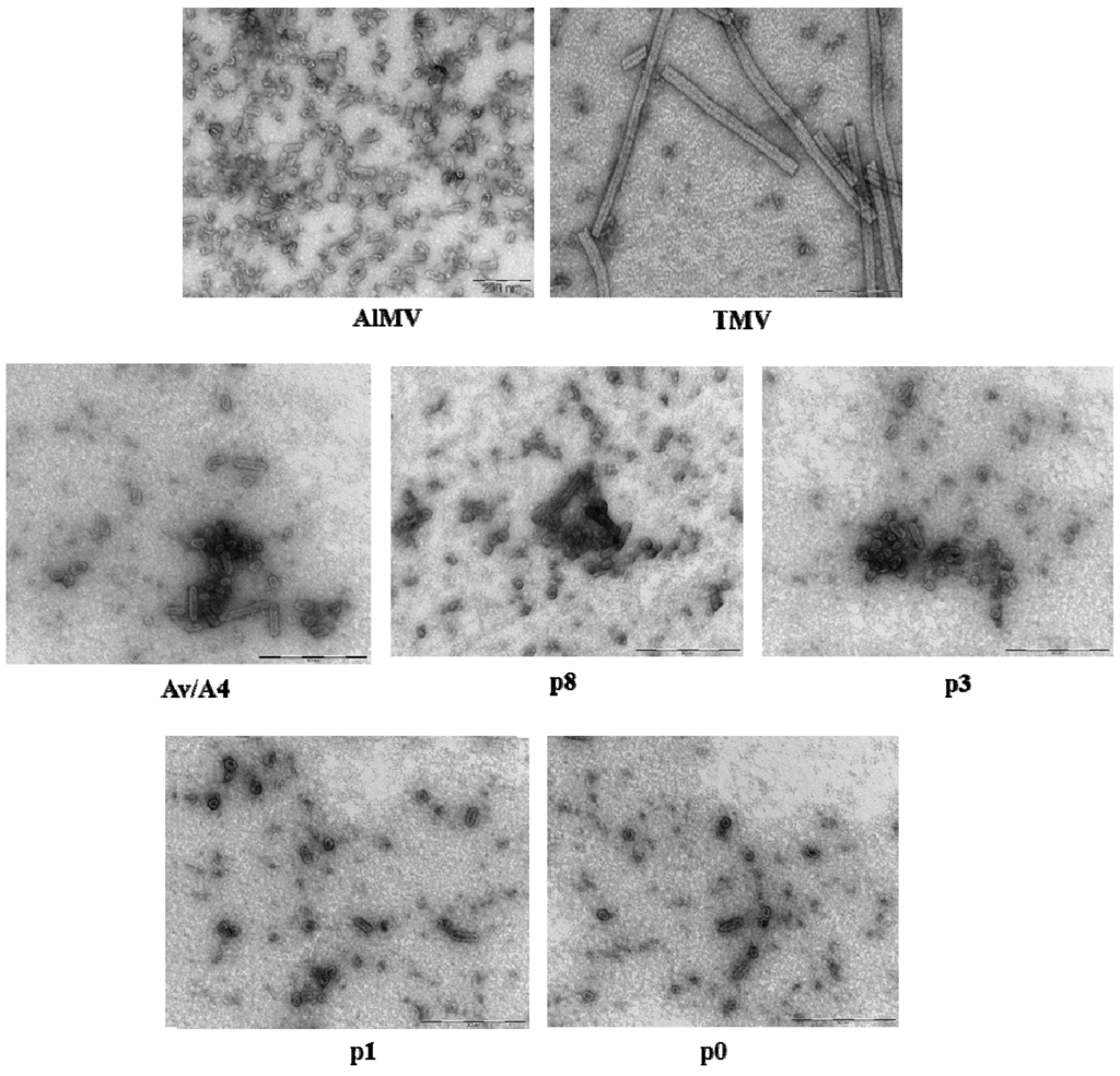 Viruses 05 01802 g005 1024