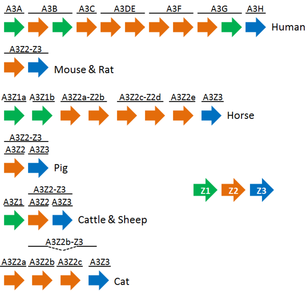 Viruses 05 01934 g001 1024