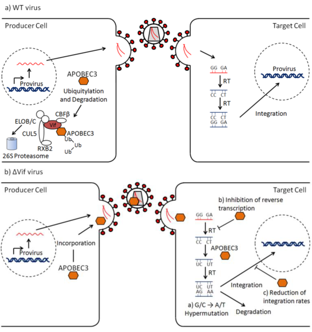 Viruses 05 01934 g002 1024