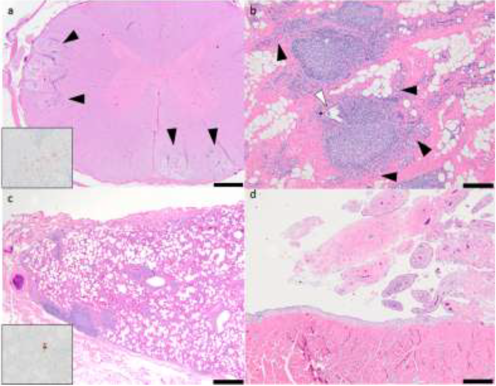 Viruses 05 02005 g001 1024