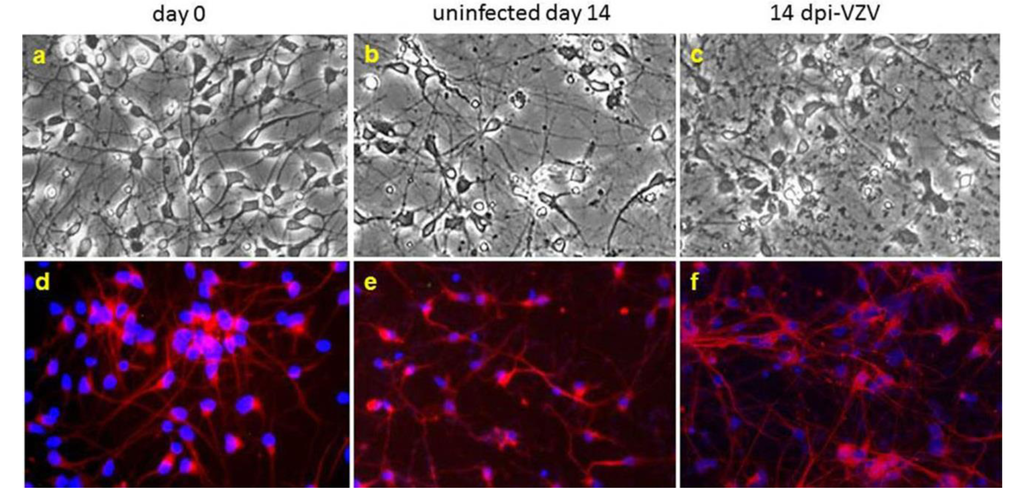 Viruses 05 02106 g001 1024