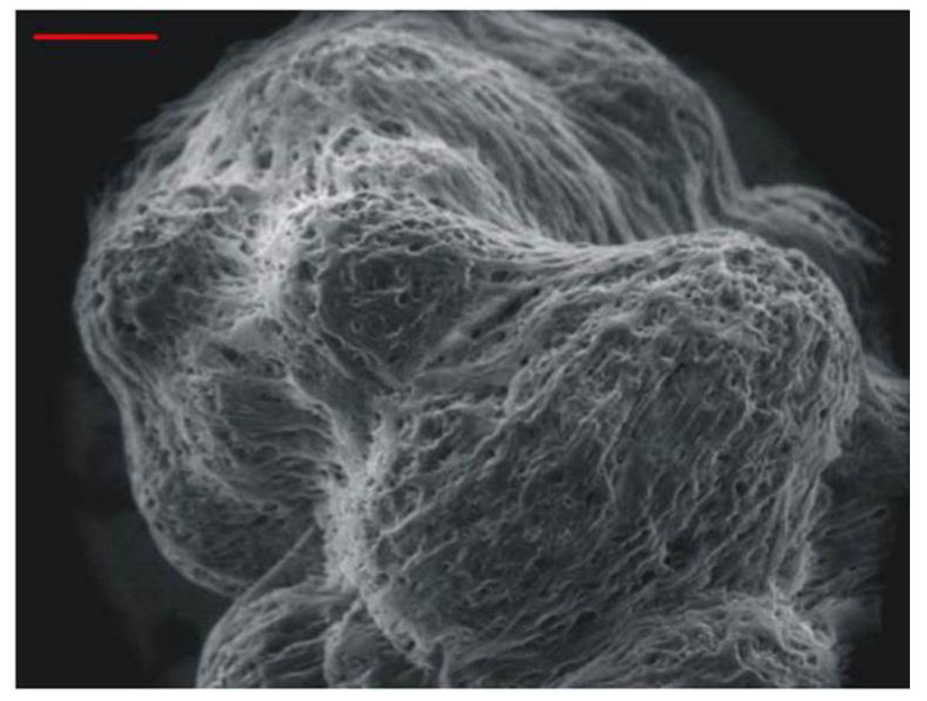 Viruses 05 02106 g003 1024