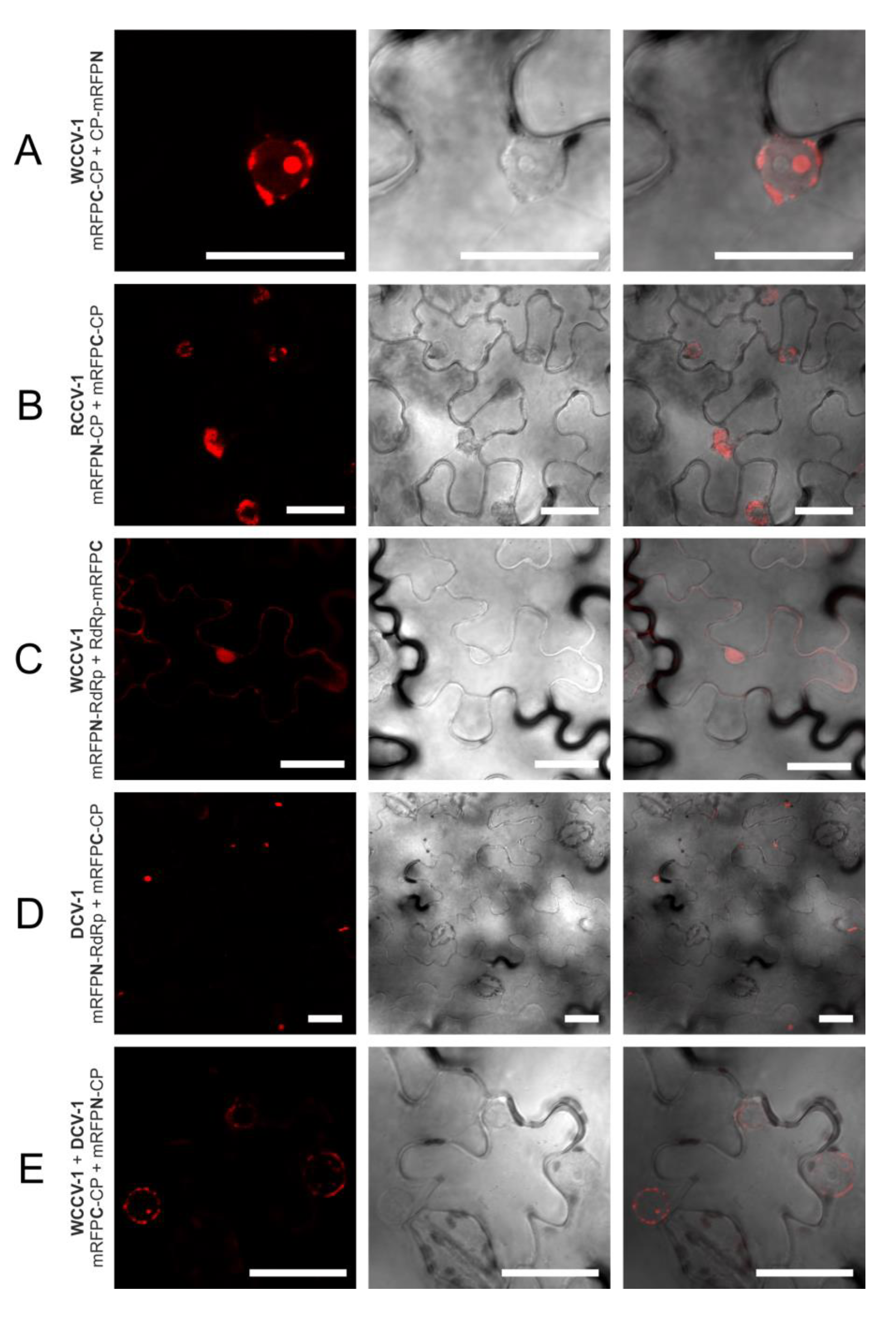 Viruses 05 02512 g003